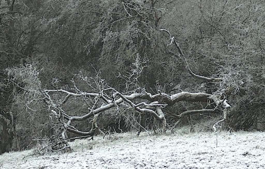 Gestürzter Baum, Linden, Dez. 2024, Fotografie von Martin Eller, Ausstellung Natura naturata - Galerie Alte Schule