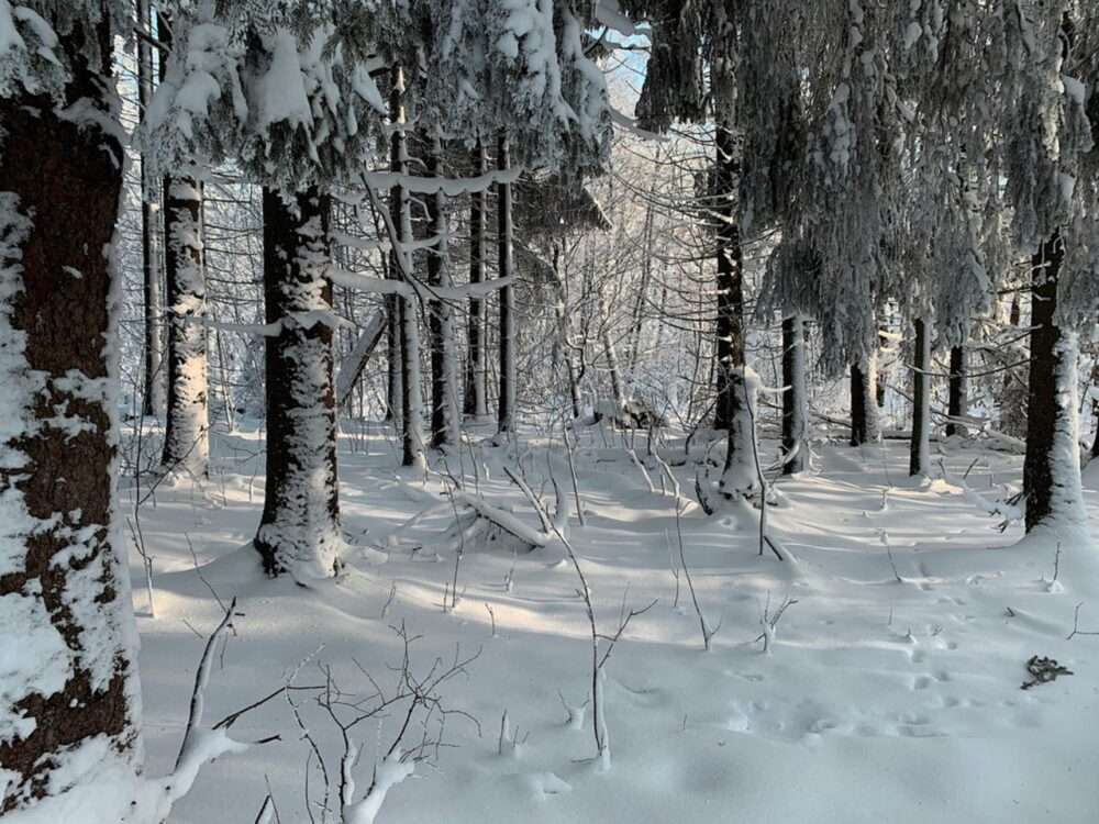 Schwarzes Moor, 2023 Januar, Fotografie von Martin Eller, Ausstellung Natura naturata - Galerie Alte Schule