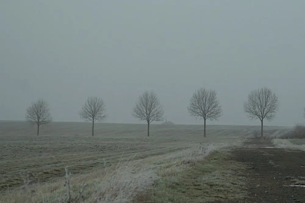 Baumreihe II, Fotografie von Martin Eller, Ausstellung Natura naturata - Galerie Alte Schule