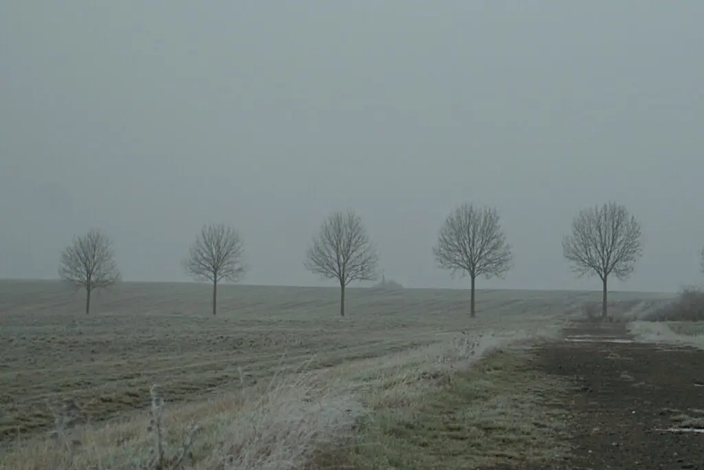 Baumreihe II, Fotografie von Martin Eller, Ausstellung Natura naturata - Galerie Alte Schule