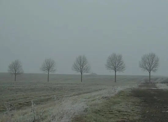 Baumreihe II, Fotografie von Martin Eller, Ausstellung Natura naturata - Galerie Alte Schule