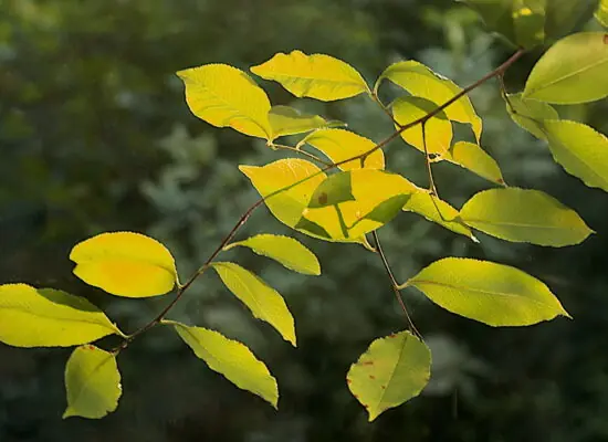 Feuillage vert doré, grün-goldene Preziosen vor dem Atelierfenster, Fotografie von Martin Eller, 2015 - Galerie Alte Schule