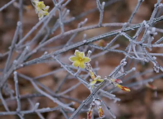 Winterjasmin, Lichtblick im Frost, Fotografie von Martin Eller, 2016 - Galerie Alte Schule