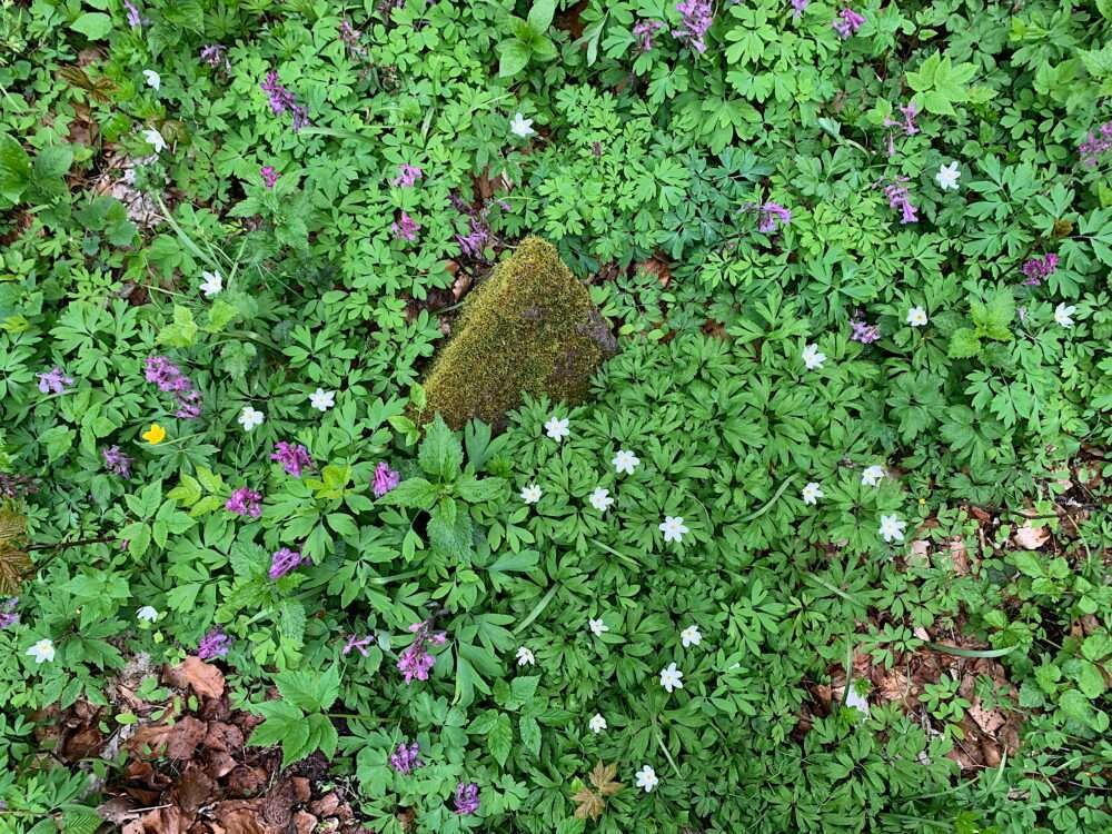Waldboden, Kleiner Gleichberg, Mai 2023, Fotografie von Martin Eller - Galerie Alte Schule