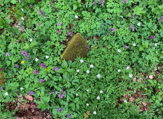 Waldboden, Kleiner Gleichberg, Mai 2023, Fotografie von Martin Eller - Galerie Alte Schule